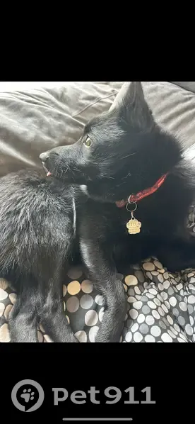 Chien Titus perdu à Nîmes - photo