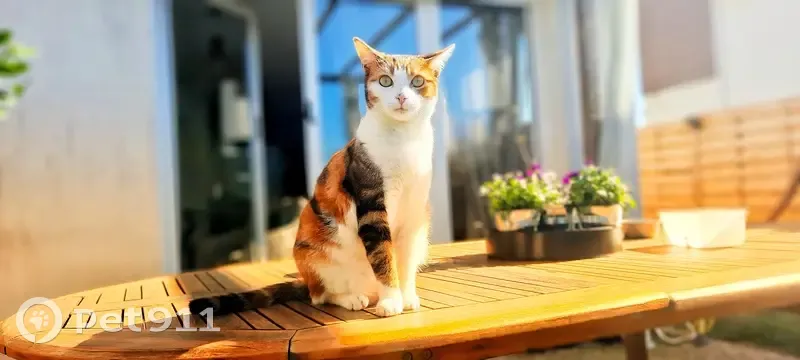 Chatte tricolore perdue - Médoc - photo