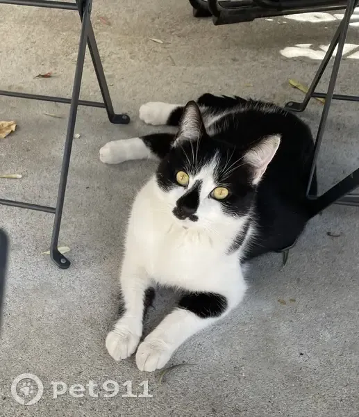 Chat noir/blanc perdu à Annecy - photo