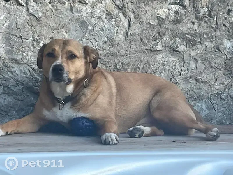 Chien sable/blanc perdu - Reya - photo