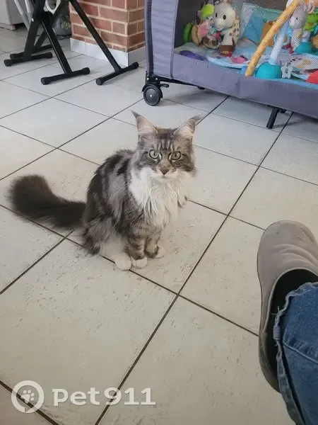 Tia, Maine Coon gris/blanc perdue - photo