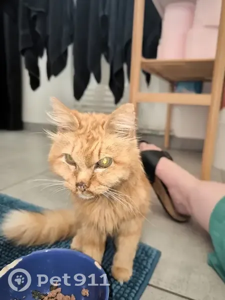 Chat sourd et maigre trouvé - photo