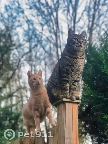 Chat roux tigré perdu à Treffieux - photo