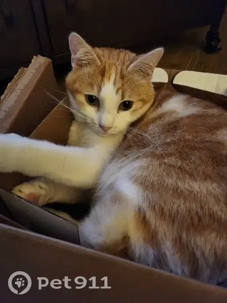 Chat tigré perdu à Niort - photo