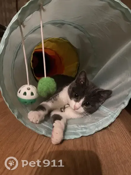 Chaton gris-blanc trouvé à Sartrouville - photo