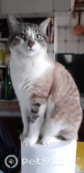 Chat Maya perdu à Fals - Aidez-nous! - photo