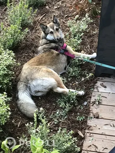 Chien Malinois-Husky Perdu - photo
