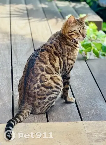 Chat Bengal Taaj disparu à Roquebrune - photo