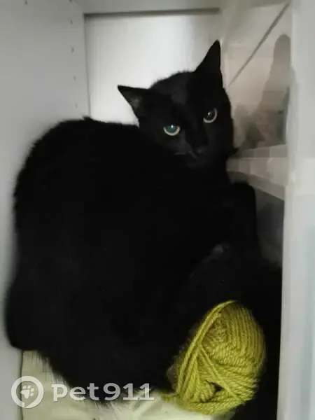 Chat noir Quartz perdu à Bessoncourt - photo