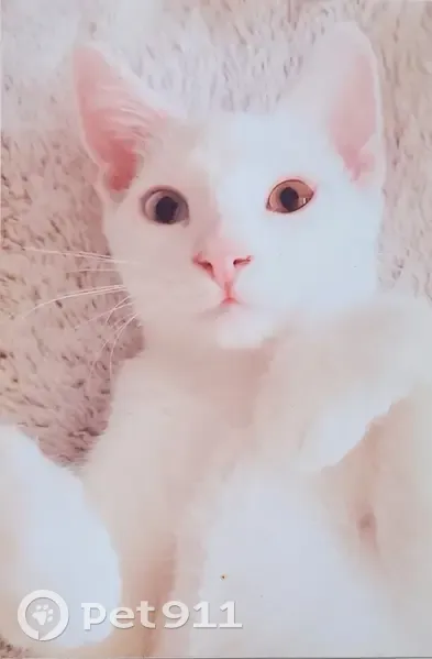 Chatte blanche vaironne perdue - photo