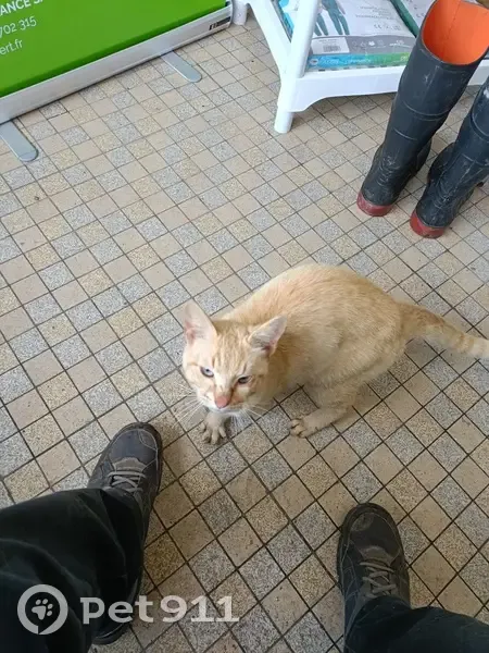 Chat roux jeune trouvé à Arthenac - photo