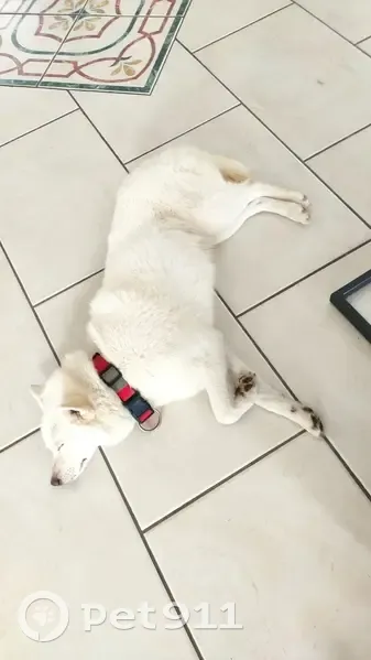Pomsky blanc perdu, collier rouge - photo