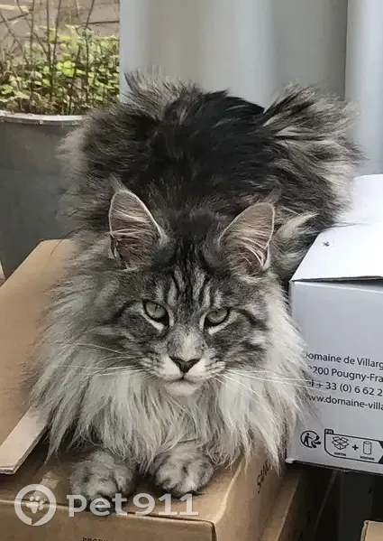 Chat Krokmou perdu à St Maur - photo