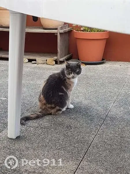 Chatte perdue à Brest - Pucée - photo