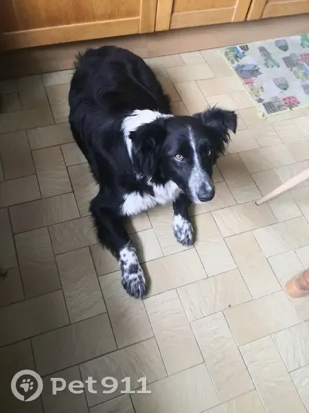 Chien perdu à Saint-Paul retrouvé - photo