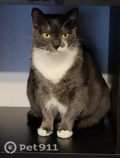 Chatte grise/blanche perdue à Angers - photo