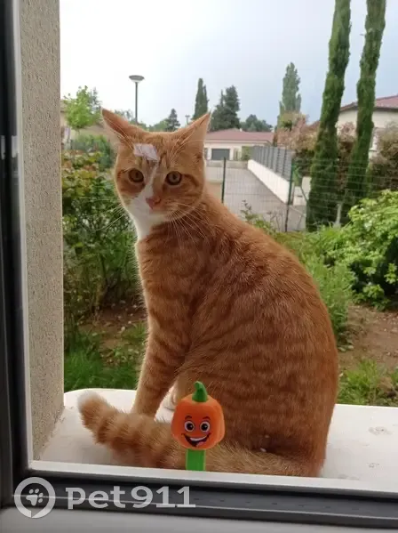 Chat roux et blanc perdu à Chamagnieu - photo