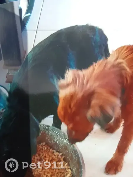 Alerte: 2 Chiens Perdus à Paris - photo