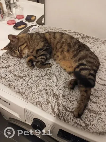 Chat tigré errant trouvé à Gradignan - photo