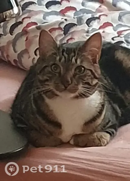 Chat Perdu: Tigré Tabby 7kg - photo