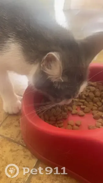 Chaton trouvé à Unieux - Rue Danton - photo