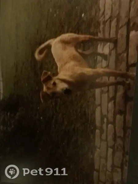 Avis: Chien Perdu à Auribeau - photo