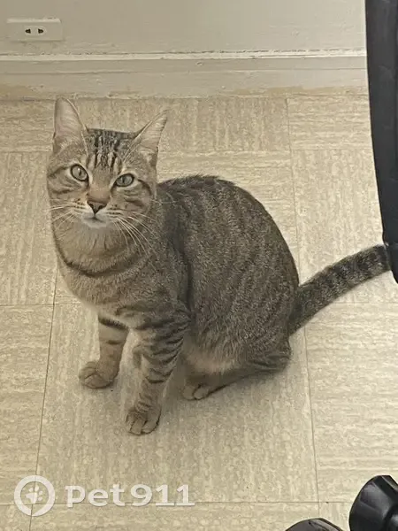 Chat gris perdu à Ste-Geneviève - photo
