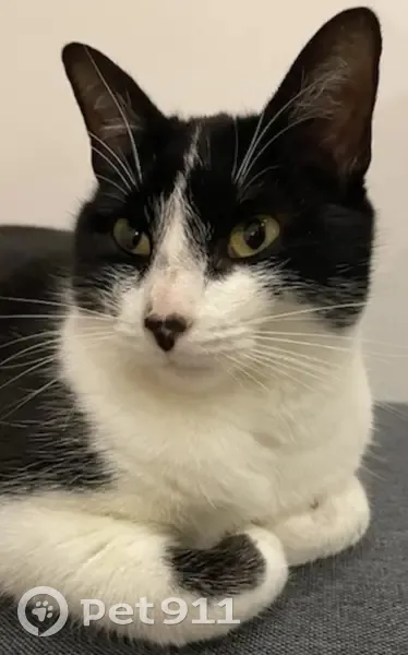 Chatte Mina perdue à Sainte-Foy - photo