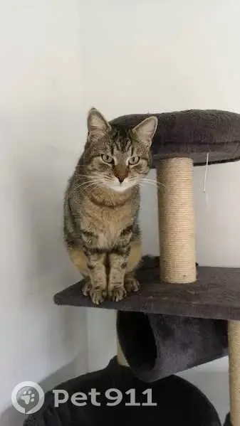 Chat tigré perdu à Cuverville - photo