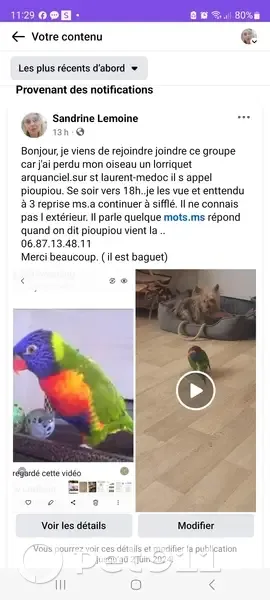Loriquet arc-en-ciel égaré - photo