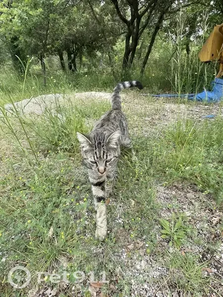 Chat gris tigré trouvé à Camps-la-Source - photo