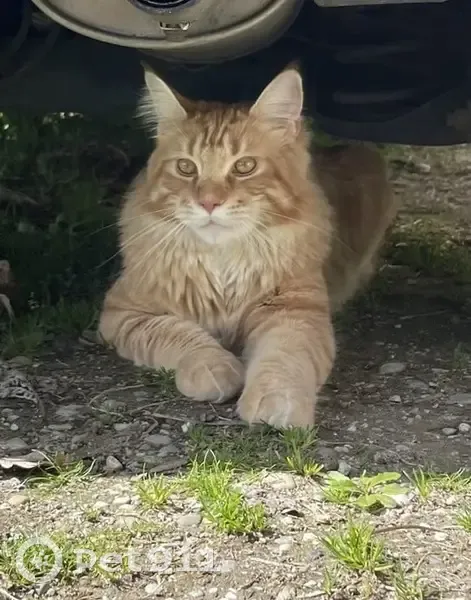 Chat roux/blanc perdu à Valserhône - photo