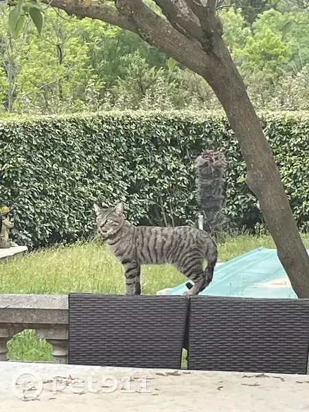 Chat câlin gris tigré retrouvé - photo