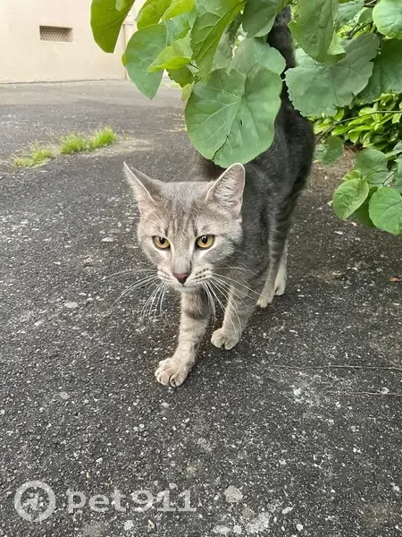 Chat gris sociable trouvé à Villeurbanne - photo