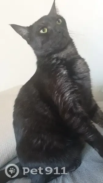Chatte noire perdue à Baho - photo