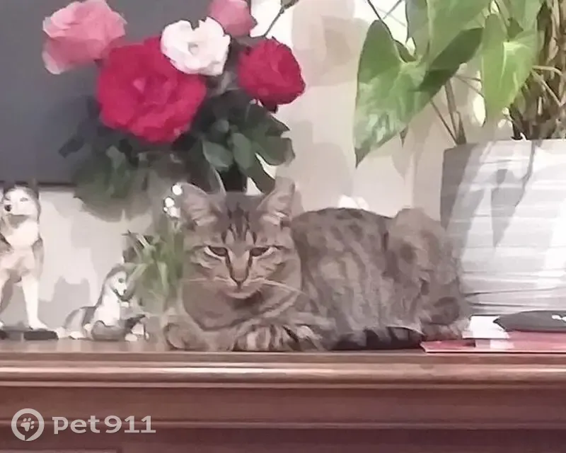 Chat tigré perdu à Oyonnax - photo