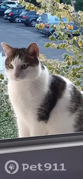 Chat blanc/noir perdu à Mérignac - photo