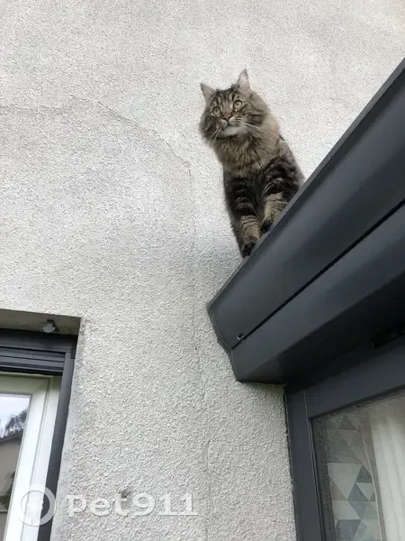 Chat Tomy disparu - Confrançon - photo