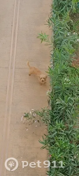 Chien frisé marron trouvé à Torra - photo