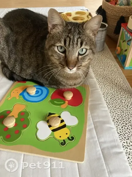 Isidore, chat tigré boiteux perdu - photo