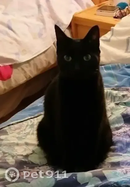 Chatte noire perdue à Sémalens - photo