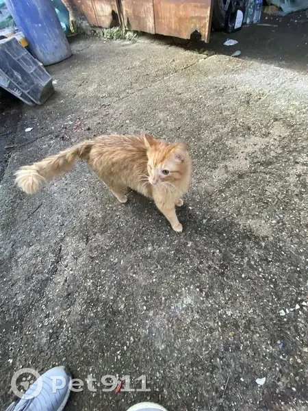 Chat borgne trouvé à Presles - photo