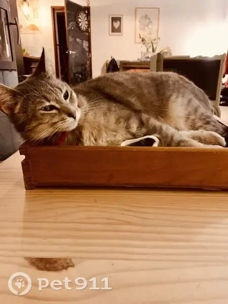 Chatte Sushi tigrée perdue - photo