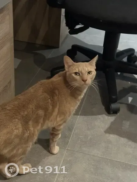 Chat roux perdu à Boismont - photo