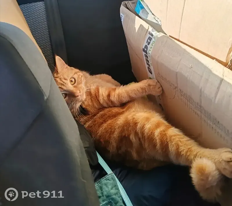 Chat roux TITI disparu au Fossat - photo