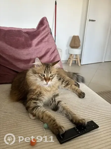 Chat tigré perdu à Avignon - photo
