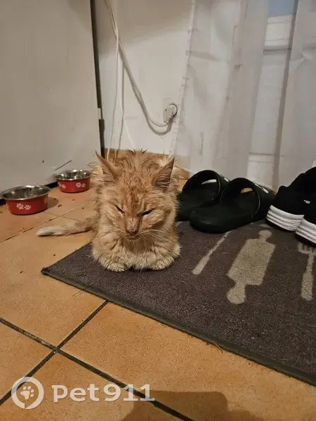 Chat aveugle tigré trouvé à Angoulême - photo