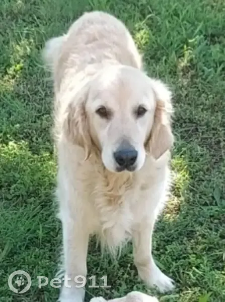 Golden Retriever perdu à Boujan - photo