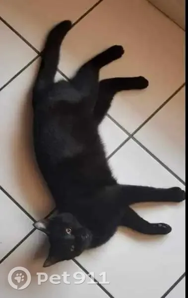 Chatte Luna noire disparue - photo