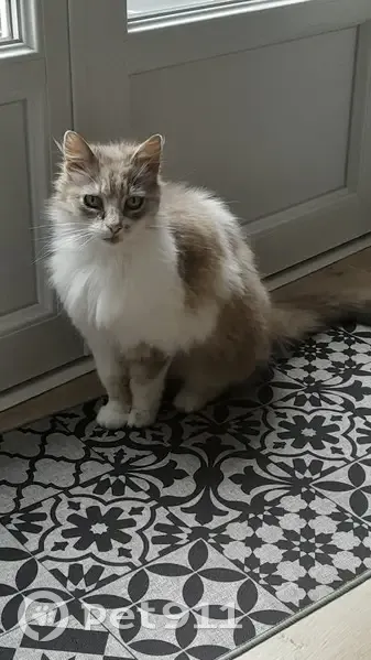Chatte tricolore trouvée à Peyrehorade - photo